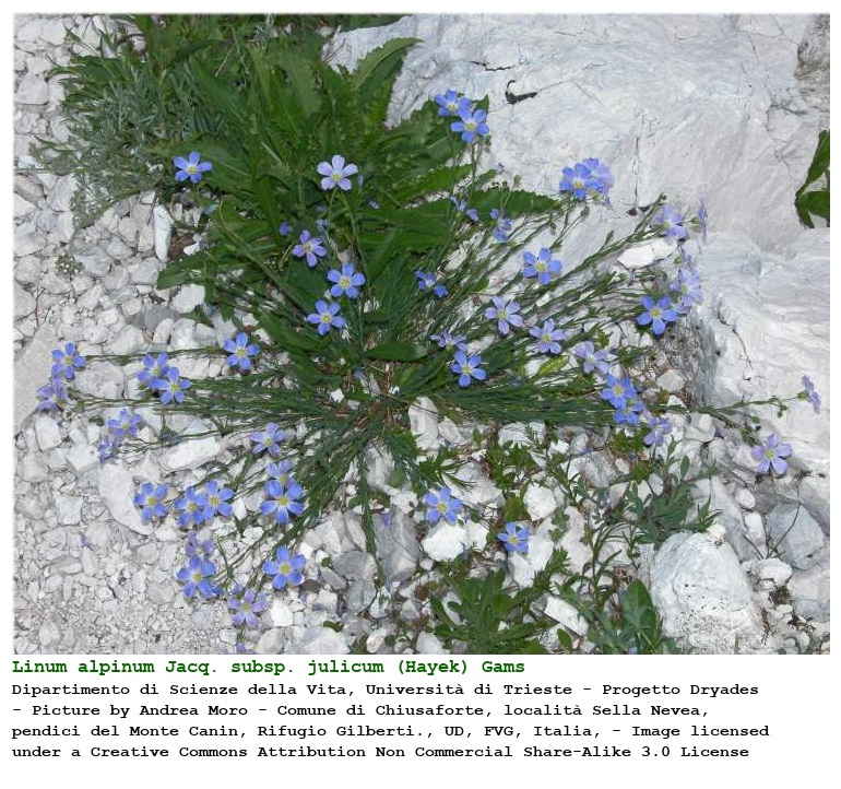 Linum alpinum Jacq. subsp. julicum (Hayek) Gams